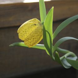 Рябчик (Fritillaria lutea)