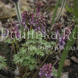 Хохлатка плотная Gunite (Corydalis solida Gunite)