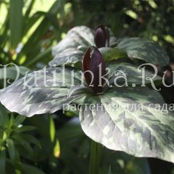 Триллиум  клиновидный (Trillium cuneatum)