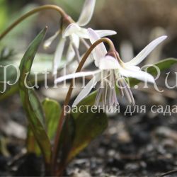 Кандык европейский белоцветковый (Erythronium dens-canis Albus)