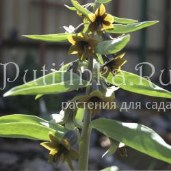 Рябчик северцова (Fritillaria sewerzowii)