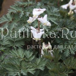 Дицентра клобучковая (Dicentra сuсcularia)