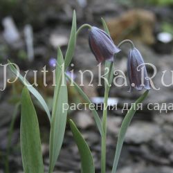 Рябчик кавказский (Fritillaria caucasica)