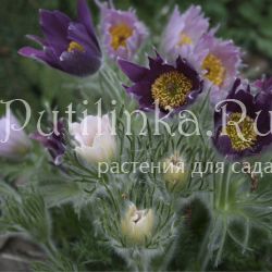 Прострел обыкновенный Papageno (Pulsatilla vulgaris Papageno)