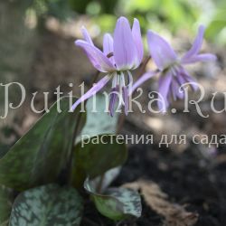 Кандык  европейский  CHARMER (Erythronium dens-canis CHARMER)