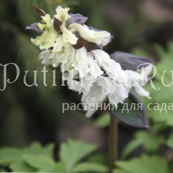 Хохлатка (Corydalis cava Alba)