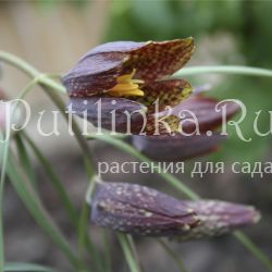 Рябчик русский (Fritillaria ruthenica)