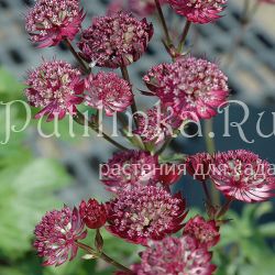 Астранция Star of Fire (Astrantia major Star of Fire)*