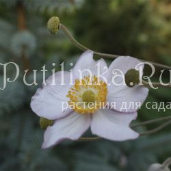 Анемона японская (Anemone japonica)*