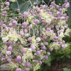 Василистник Elin (Thalictrum Elin)*