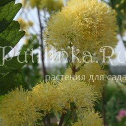 Василистник Tukker Princess (Thalictrum Tukker Princess)*