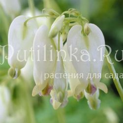 Дицентра красивая Аврора (Dicentra Aurora)*