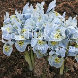 Ирис сетчатый Katharine Hodgkin (Iris reticulata Katharine Hodgkin)*