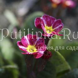 Примула Dark Rosaleen (Primula Dark Rosaleen)*