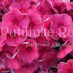 Флокс метельчатый Магнит (Егорова В)*