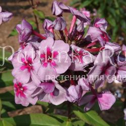 Флокс метельчатый Старый маяк (Егорова В)*