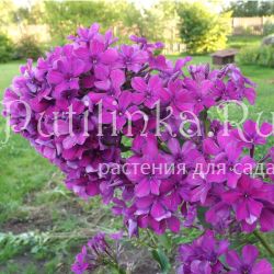 Флокс метельчатый Сорванец (Егорова В)*