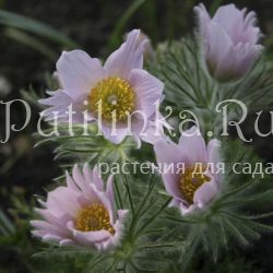 Прострел обыкновенный Perlen Сlocke (Pulsatilla vulgaris Perlen Сlocke)