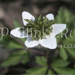 Анемона  дубравная Green Fingers (Anemone nemorosa Green Fingers)