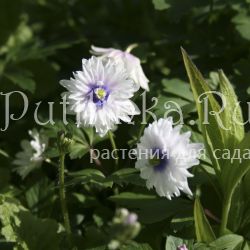 Анемона  дубравная Blue Eyes (Anemone nemorosa Blue Eyes)