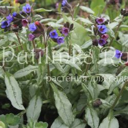 Медуница Зима (Pulmonaria Zima)