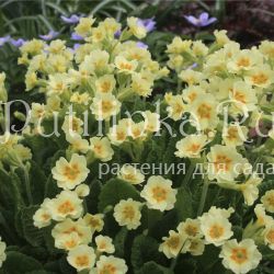 Примула (Primula)