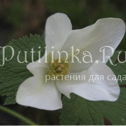 Глауцидиум пальчатый Album (Glaucidium palmatum Album)