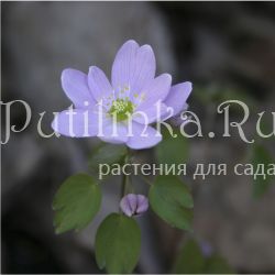 Анемонелла василистниковая  (Anemonella thalictroides XXL)