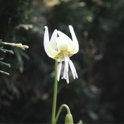 Кандык калифорнийский (Erythronium californicum)