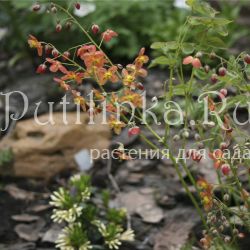 Горянка варлийская Orangekönigin (Epimedium x warleyense Orangekönigin)