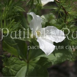 Триллиум крупноцветковый (Trillium grandiflorum)