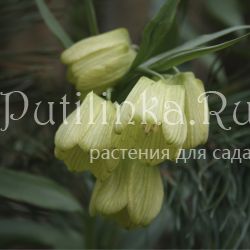 Рябчик бледноцветковый (Fritillaria pallidiflora)