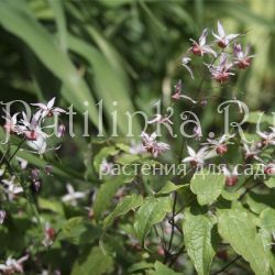 Горянка Pink Elf (Epimedium Pink Elf)