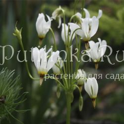 Додекатеон средний Alba (Dodecatheon meadia Alba)