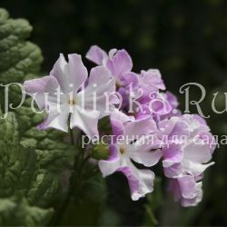 Примула Зибольда Sniokemuri (Primula sieboldii Sniokemuri)