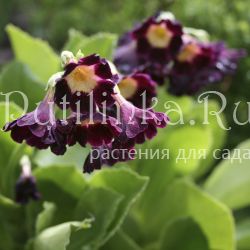 Примула ушковая (Primula auricula)