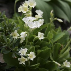 Примула хирсута белая (Primula hirsuta Alba)