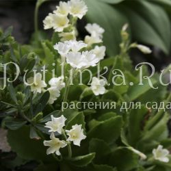 Примула хирсута белая (Primula hirsuta Alba)