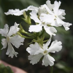 Примула Зибольда Alba (Primula sieboldii Alba)
