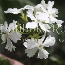 Примула Зибольда Alba (Primula sieboldii Alba)