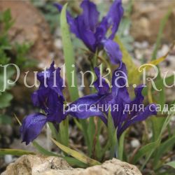 Ирис Клауса (Iris clausii)
