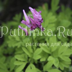 Хохлатка Буша (Corydalis buschii)