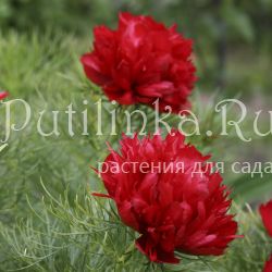 Пион тонколистный махровая форма (Paeonia tenuifolia Plena)