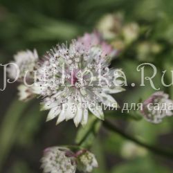 Астранция большая Variegata (Astrantia major Variegata)