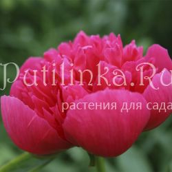 Пион лекарственный Rosea Plena (Paeonia officinalis Rosea Plena)