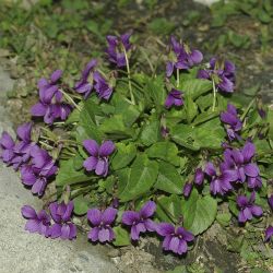 Фиалка сомхетская (Viola somchetica)