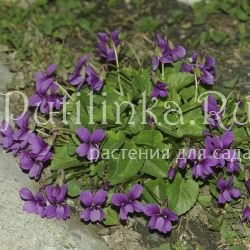 Фиалка сомхетская (Viola somchetica)