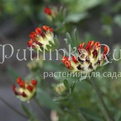 Язвенник целебный (Anthyllis vulneraria Rubra)