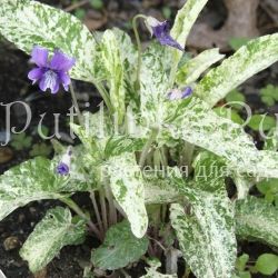 Фиалка маньчжурская (Viola mandshurica)