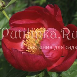 Пион Coral Charm (P. Coral Charm(Wissing, 1964, США))